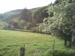Valley view, from near to far: hawthorn, Scotch broom, and manzanita